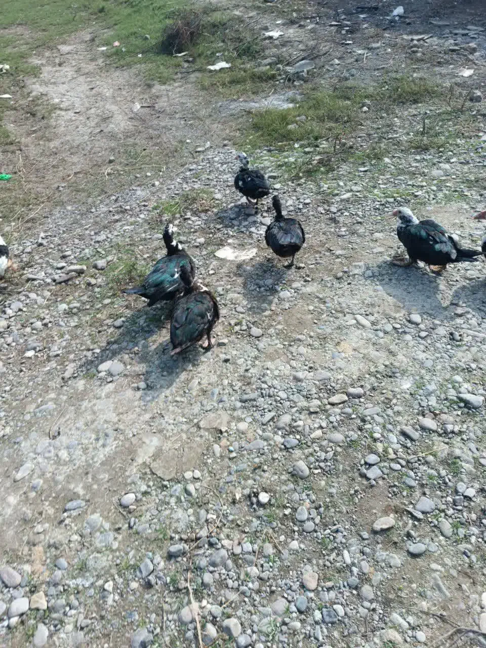 فروش اردک ماده اسرائیلی|حیوانات مزرعه|رشت, پیرکلاچای|دیوار