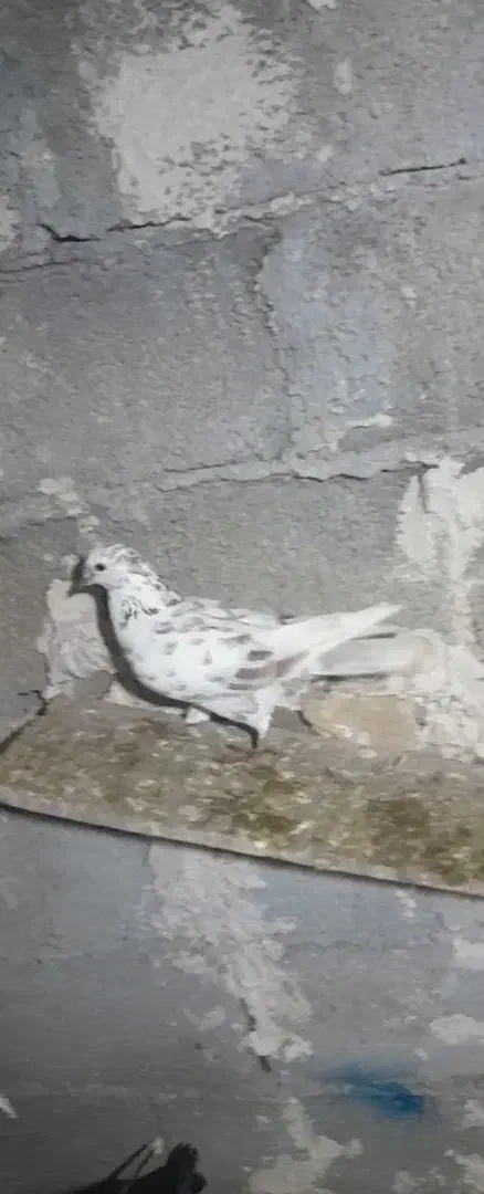 کبوتر|حیوانات|پارس‌آباد, |دیوار