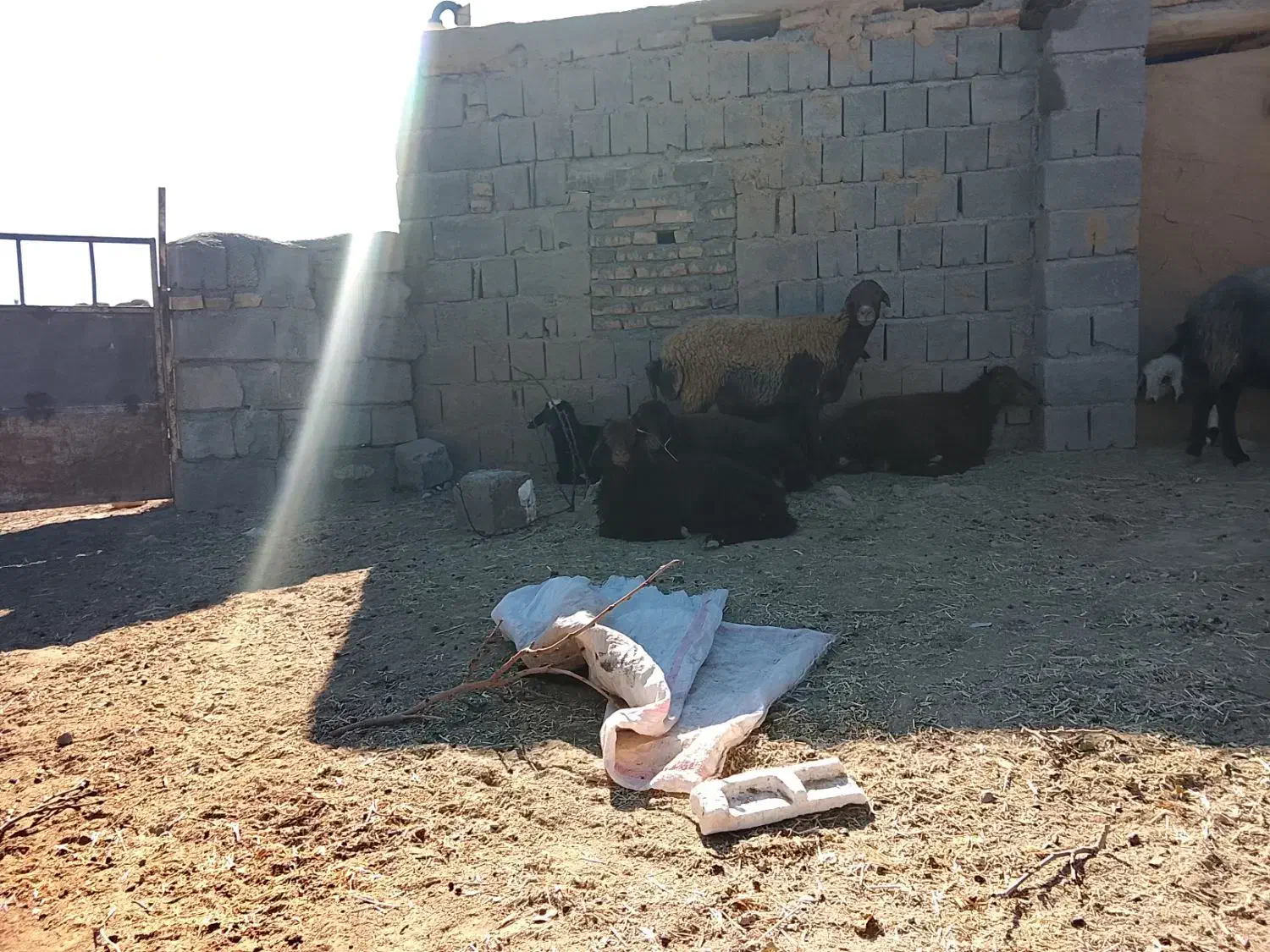 میش وبره|حیوانات مزرعه|تربت جام, جلگه موسی آباد|دیوار