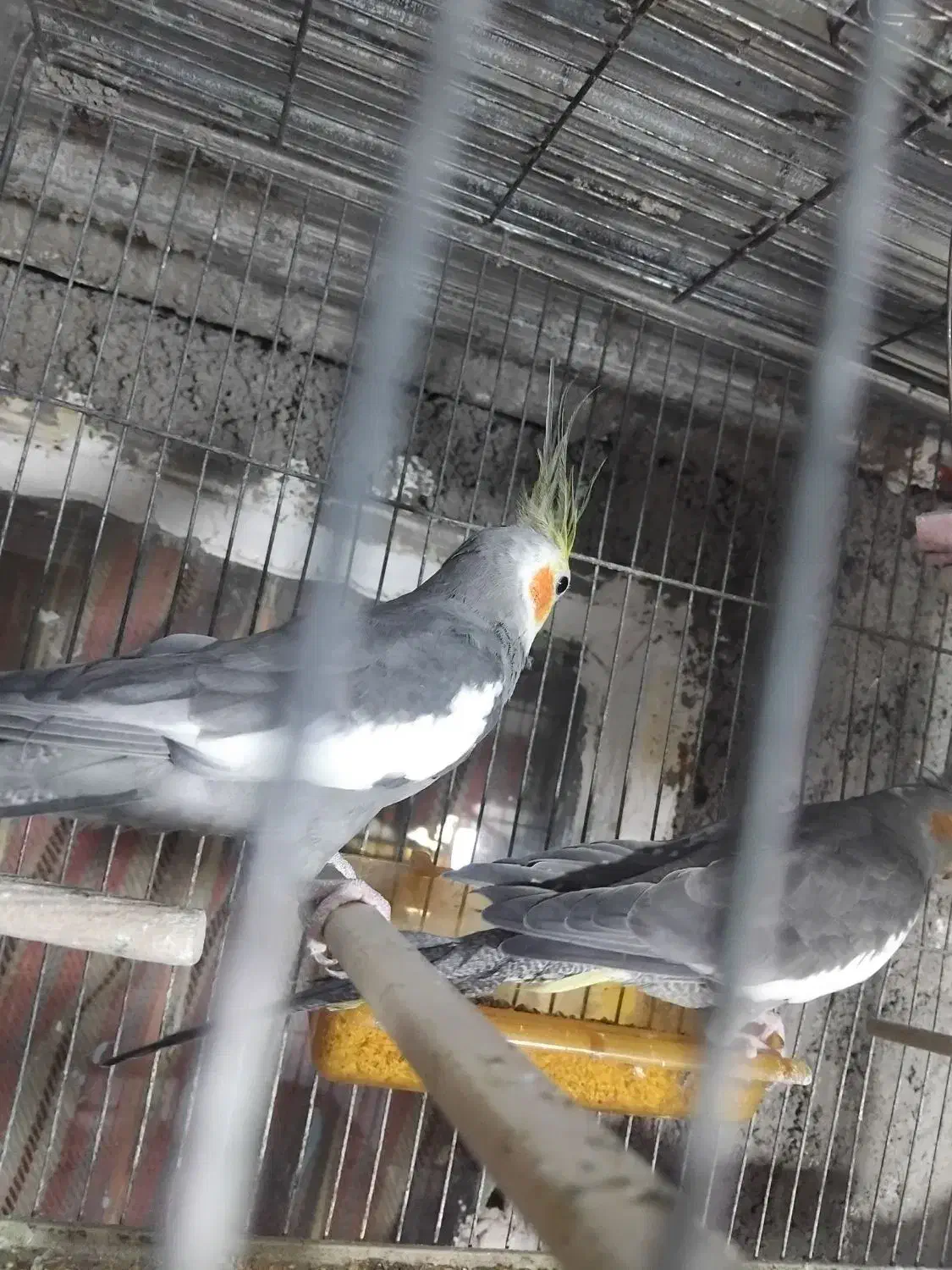 یه جفت عروس هلندی خاکستری|پرنده|اسفراین, |دیوار