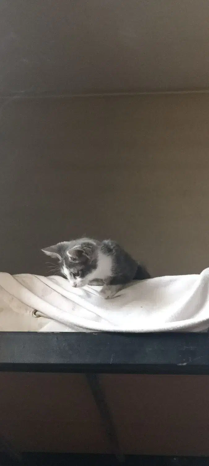 گربه خونگی گمشده با مژدگانی|حیوانات|رباط‌کریم, مسکن مهر آبشناسان|دیوار