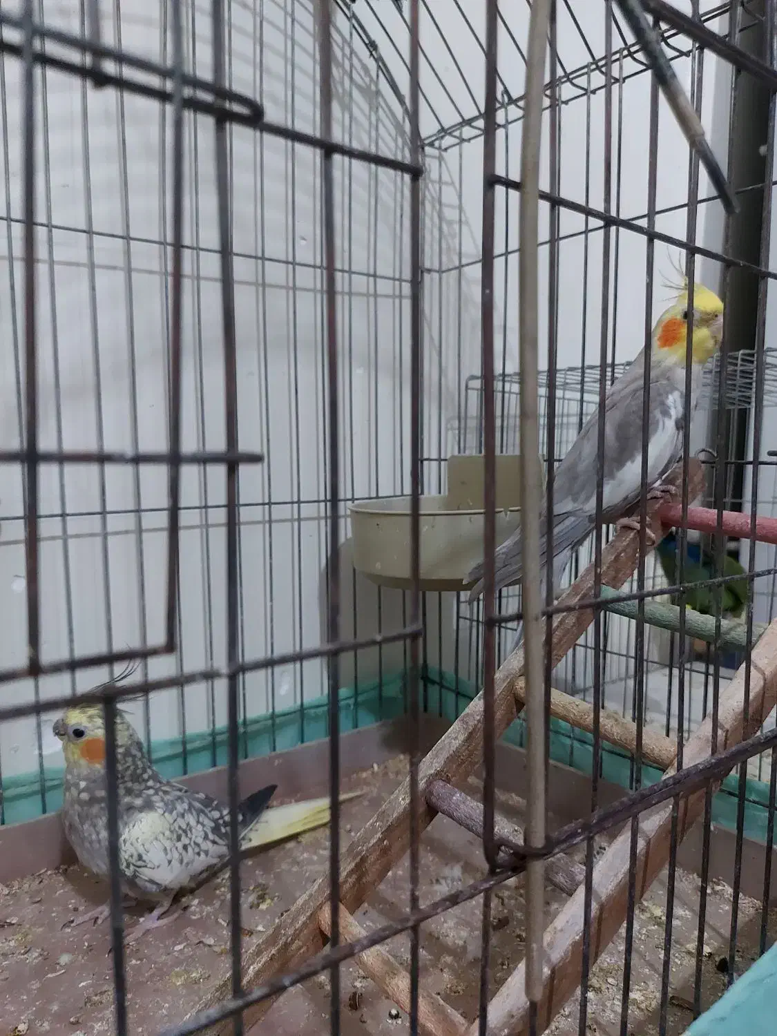 یو جفت عروسی هلندی مولد وسالم|پرنده|تهران, پاسداران|دیوار