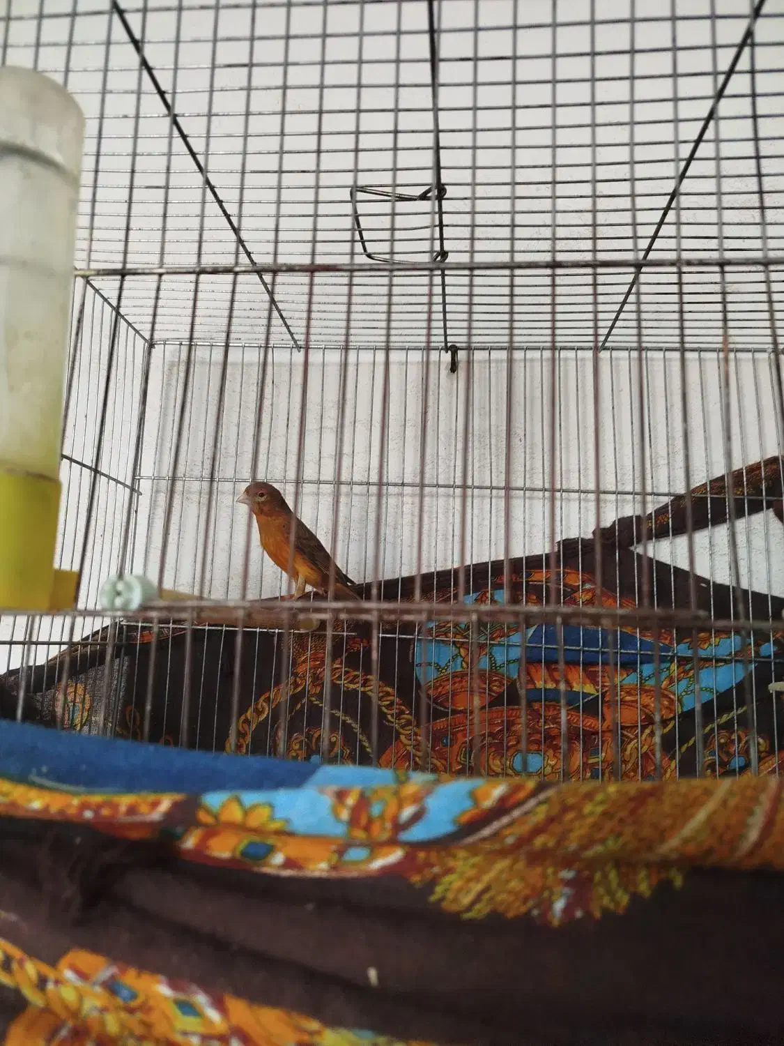 پرنده قناری|پرنده|نیریز, |دیوار