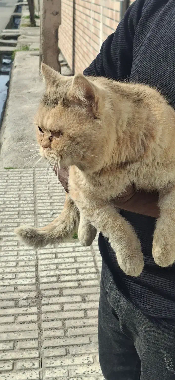 گربه اسکاتیش نر.|گربه|علی‌آباد کتول, |دیوار