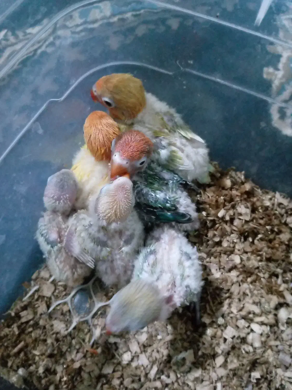 انواع جوجه سرلاکی کوتوله|پرنده|تربت جام, شهرک آزادگان|دیوار