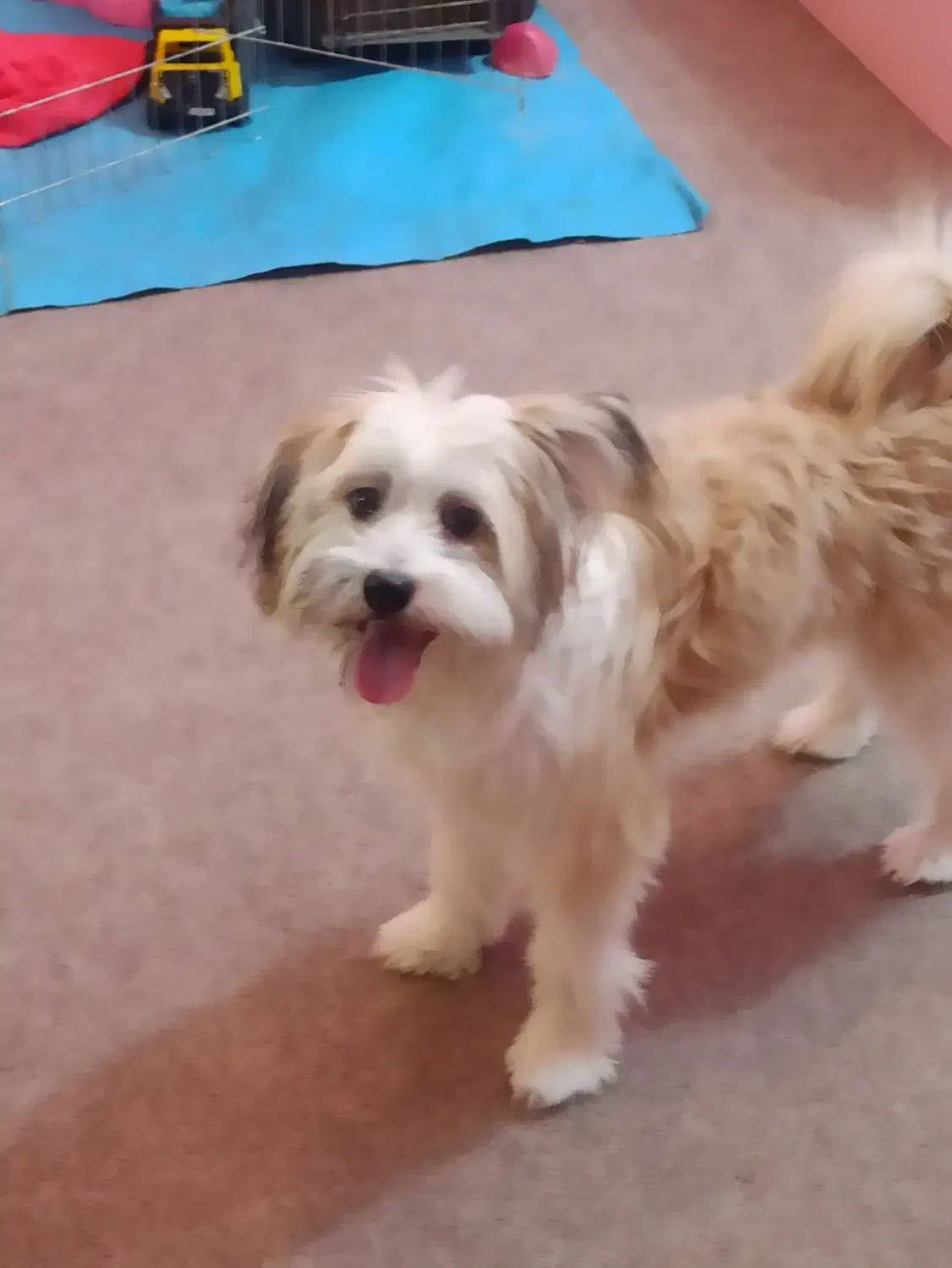 سگ ماده یک ساله  نژاد شیتزو کراس|سگ|اهواز, شریعتی جنوبی|دیوار