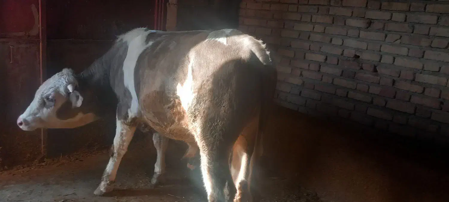 گوساله سیمنتال|حیوانات مزرعه|دهگلان, |دیوار