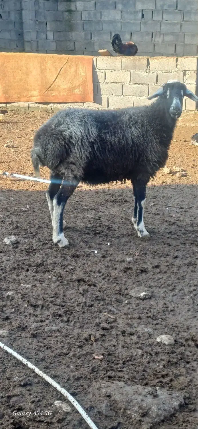 بوقلمون|حیوانات مزرعه|علی‌آباد کتول, |دیوار