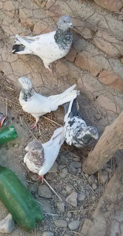 کبوتر|پرنده|بمپور, |دیوار