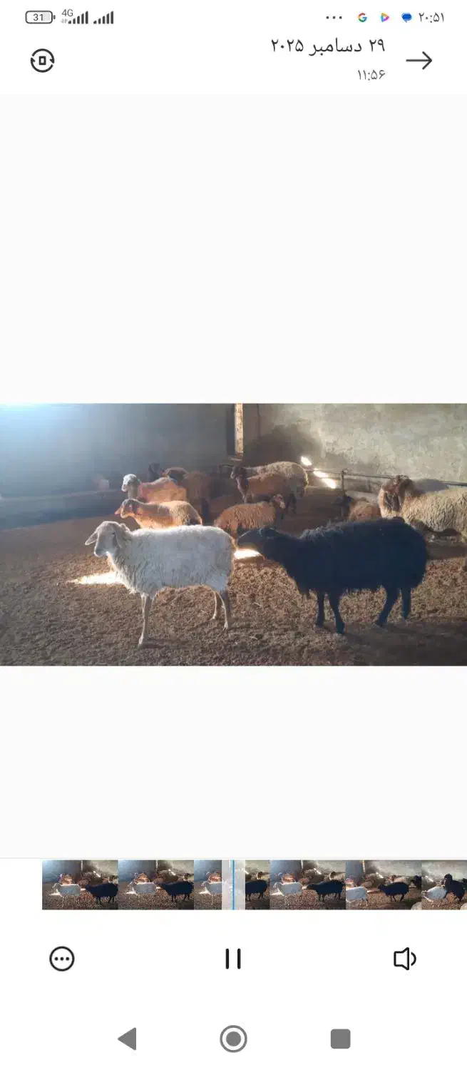 قوچ همو|حیوانات مزرعه|بجنورد, |دیوار