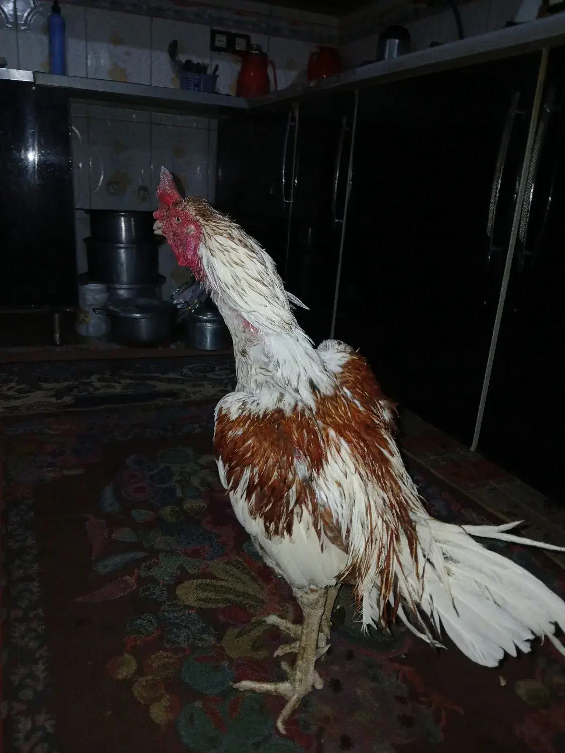 خروس س ت دی|حیوانات مزرعه|ایرانشهر, |دیوار