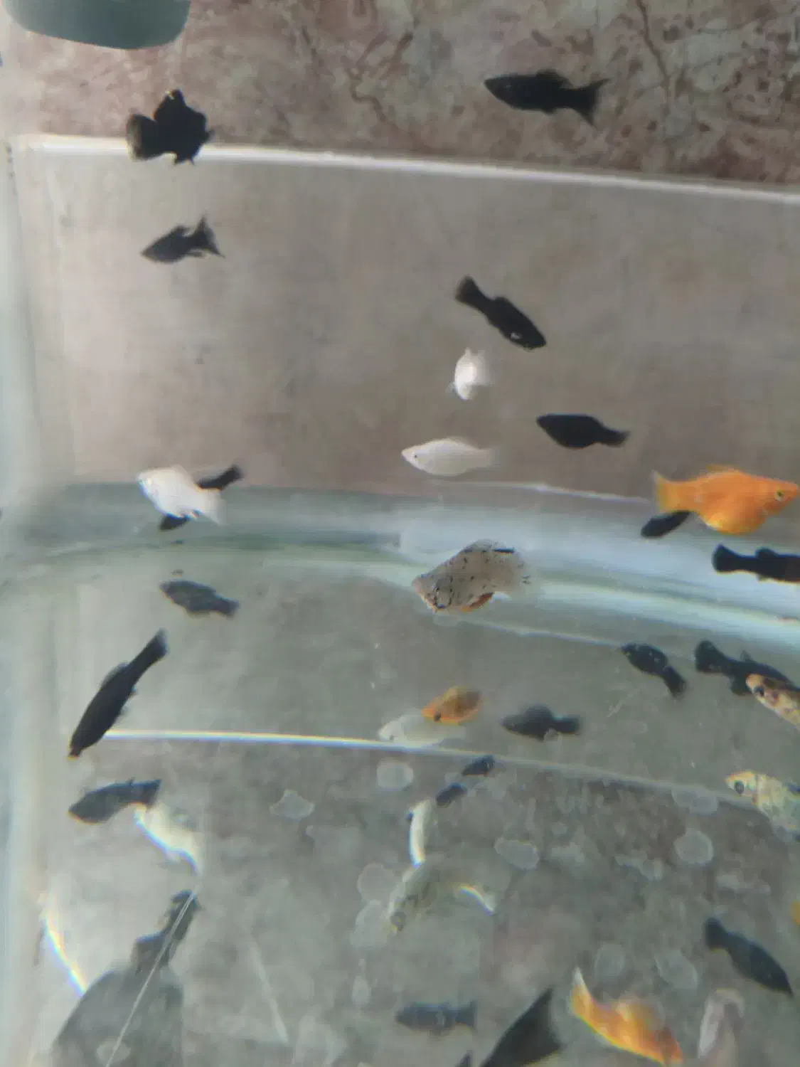 ماهی مولی خوشگل|ماهی|قم, شهرک سازمان آب|دیوار