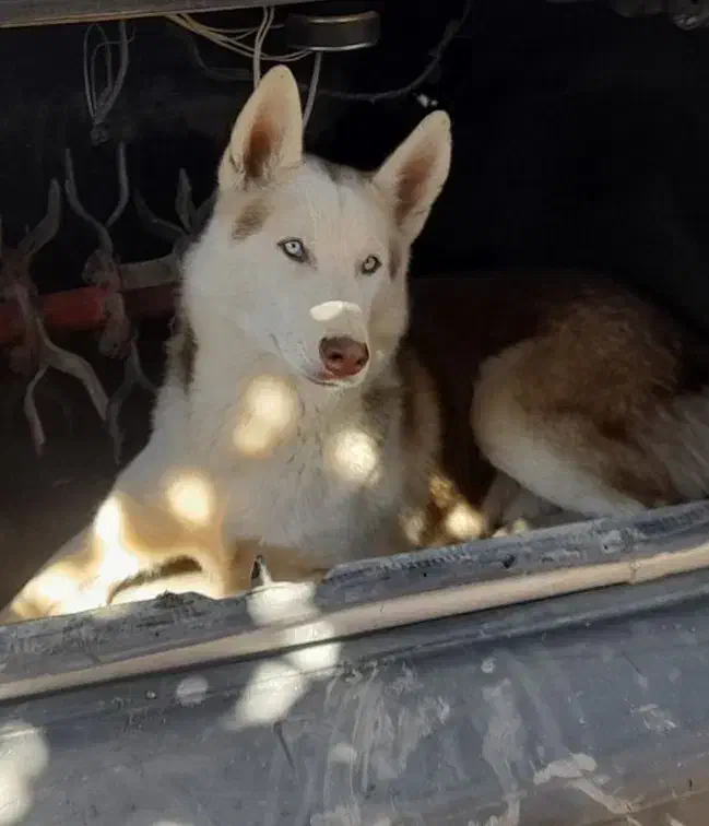 سگ هاسکی|سگ|تربتحیدریه, مظفریه|دیوار