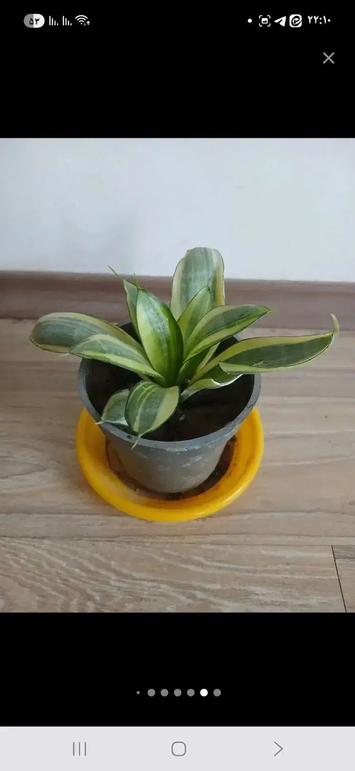 انجیری و پتوس و...|گل و گیاه طبیعی|مراغه, |دیوار