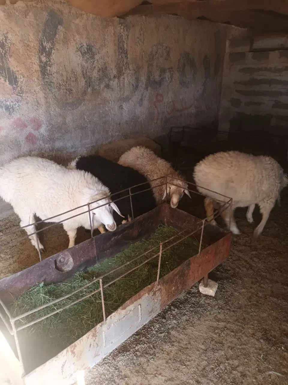 گوسفند نرگوزلی خوش گوشت|حیوانات مزرعه|تربتحیدریه, پائین ولایت|دیوار