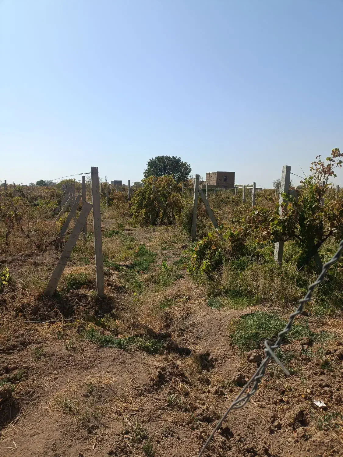 باغ انگور 1300 متری سنددار در منطقه ویلایی|فروش زمین و ملک کلنگی|تاکستان, |دیوار