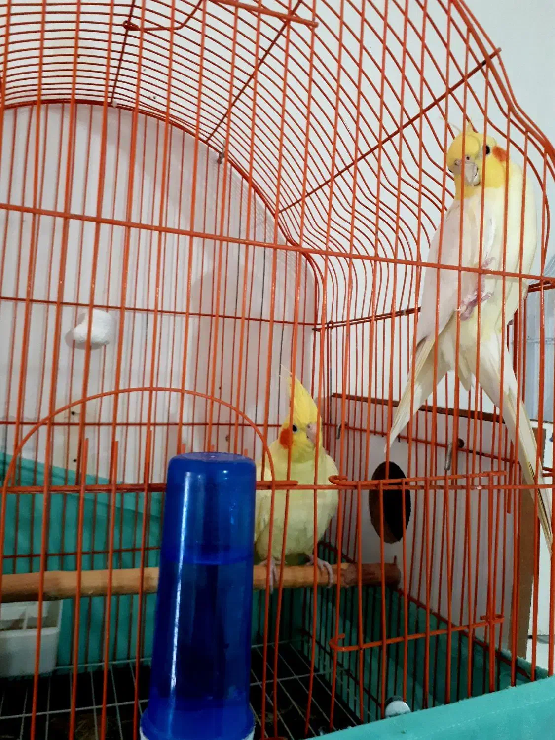 یک جفت عروس هلندی بفروش میرسد|پرنده|اهر, |دیوار