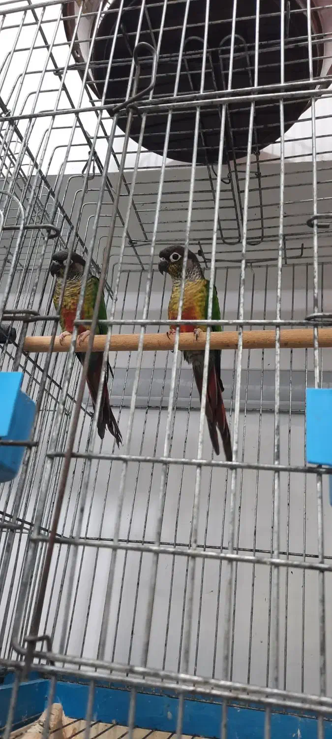 گرینچیک های مولد در پرنده سرای ابوالفضل|پرنده|قائمشهر, |دیوار