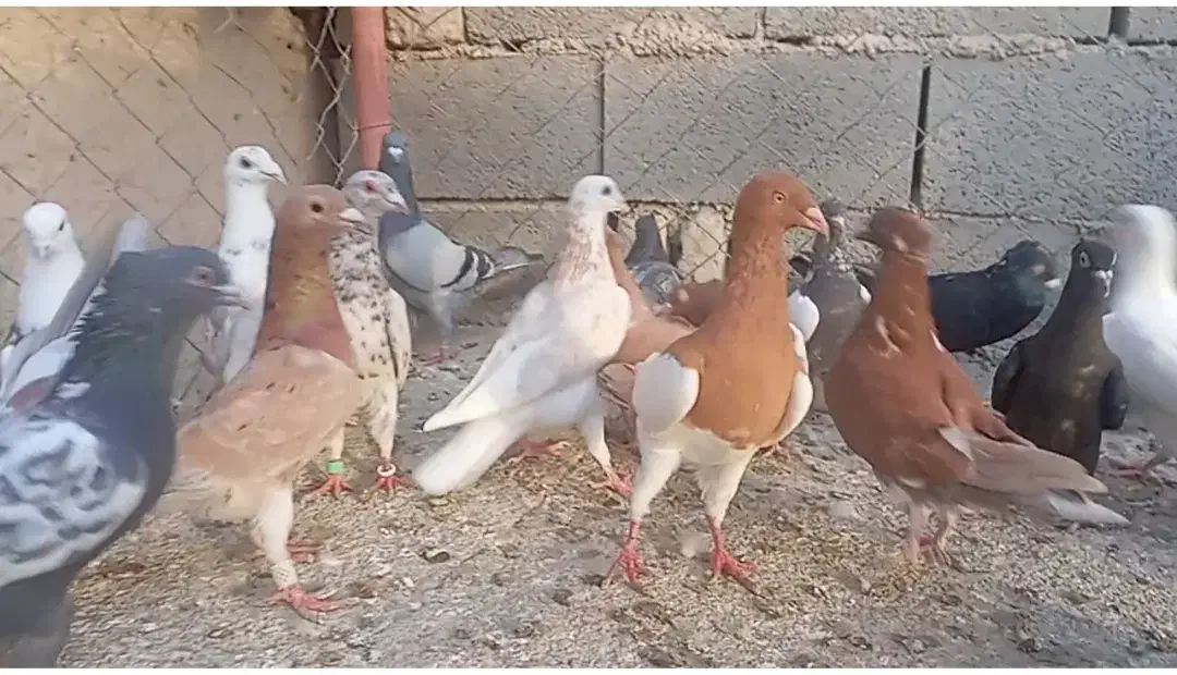 فروش کبوتر|پرنده|چناران, |دیوار
