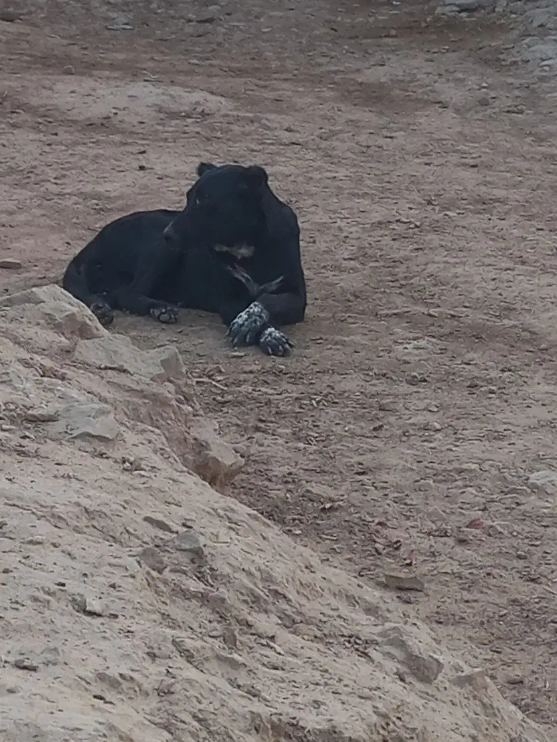 لاس قدرجونی|سگ|مسجد سلیمان, |دیوار