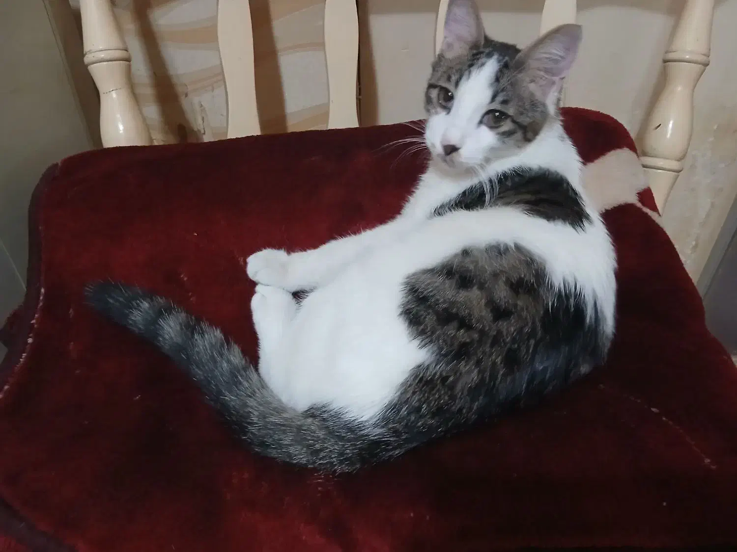 گربه نر|گربه|کرج, حیدرآباد|دیوار