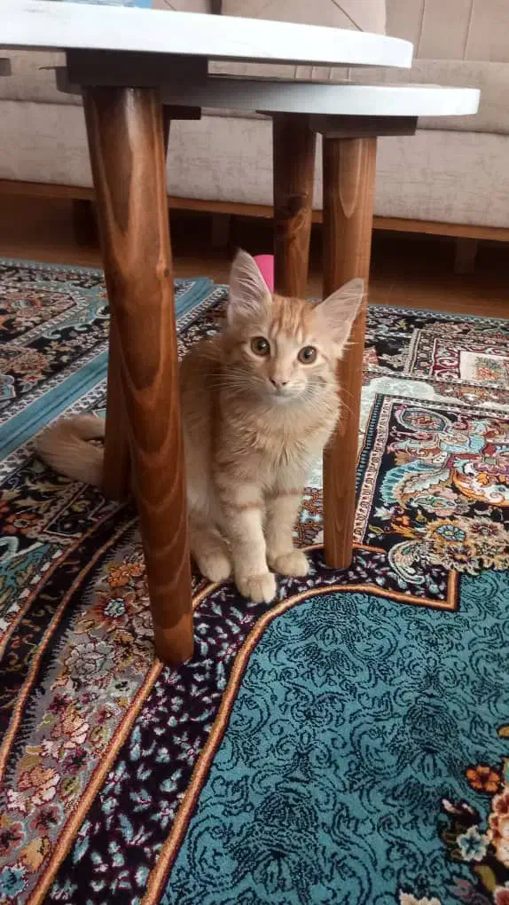 گربه|گربه|تالش, هشتپر|دیوار