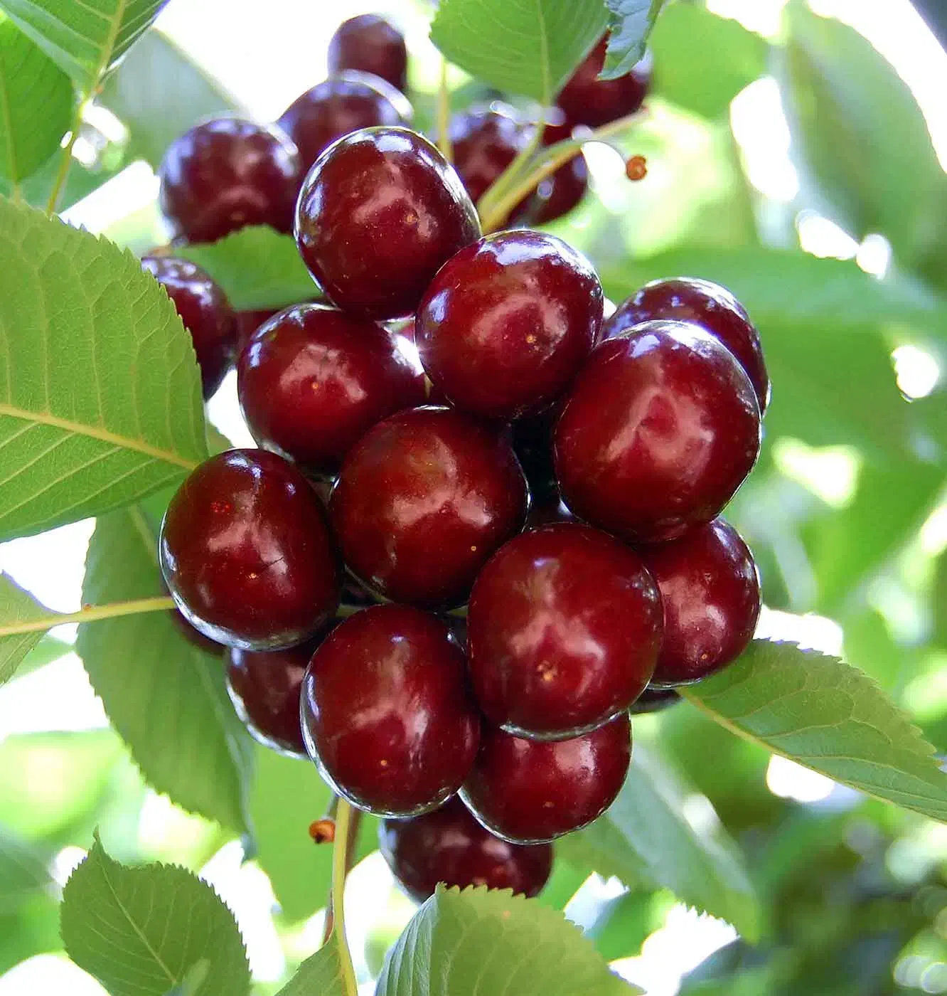 نهال اصلاح شده پربار|خدمات باغبانی و درختکاری|تبریز, |دیوار