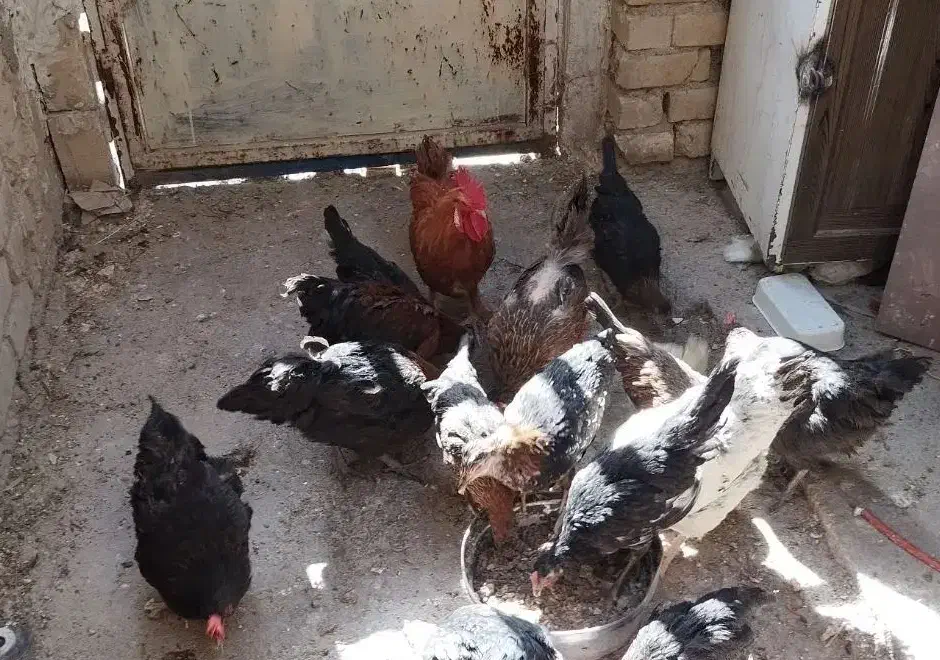 مرغ و خروس محلی|حیوانات مزرعه|شیراز, قلعه نو|دیوار