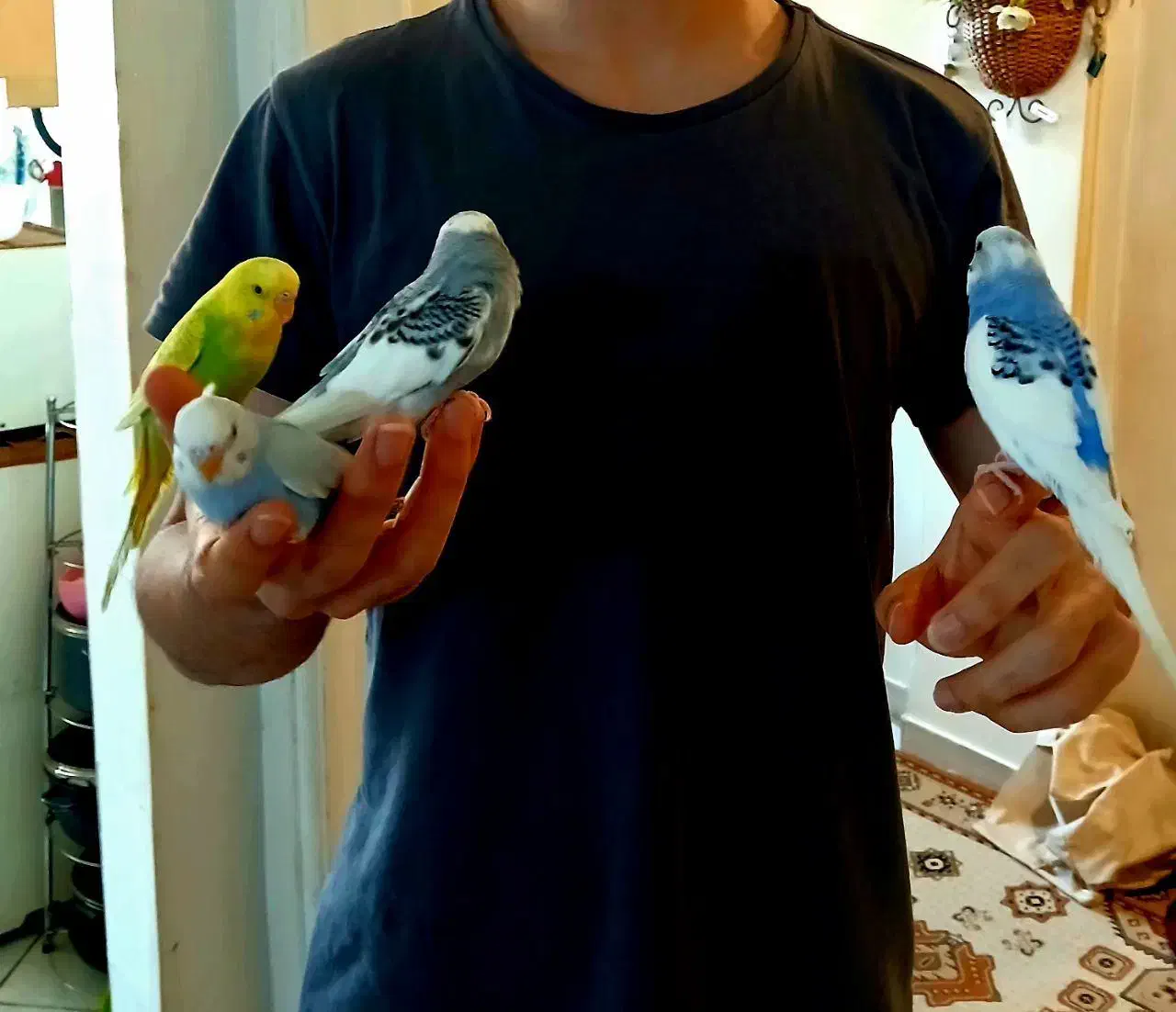 مرغ عشق|پرنده|اندیشه, اندیشه فاز ۵|دیوار