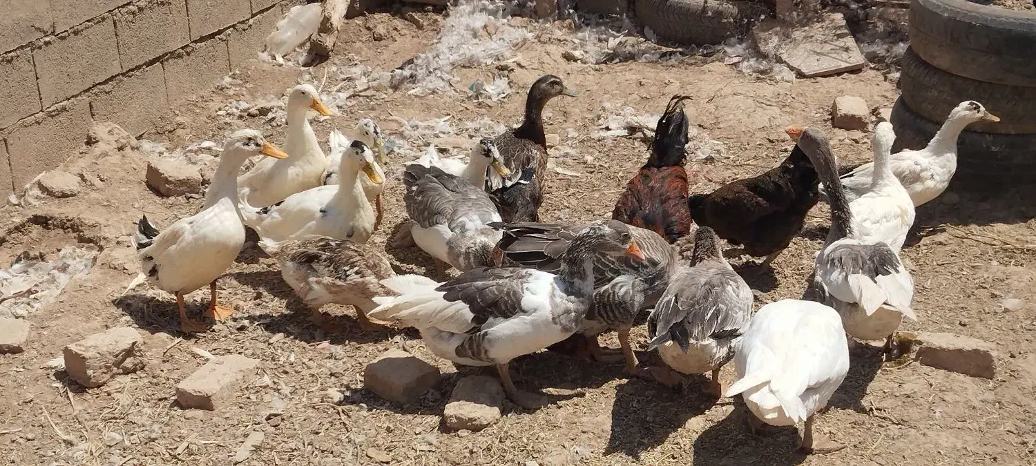 غاز و اردک|حیوانات مزرعه|تربت جام, میان جام|دیوار