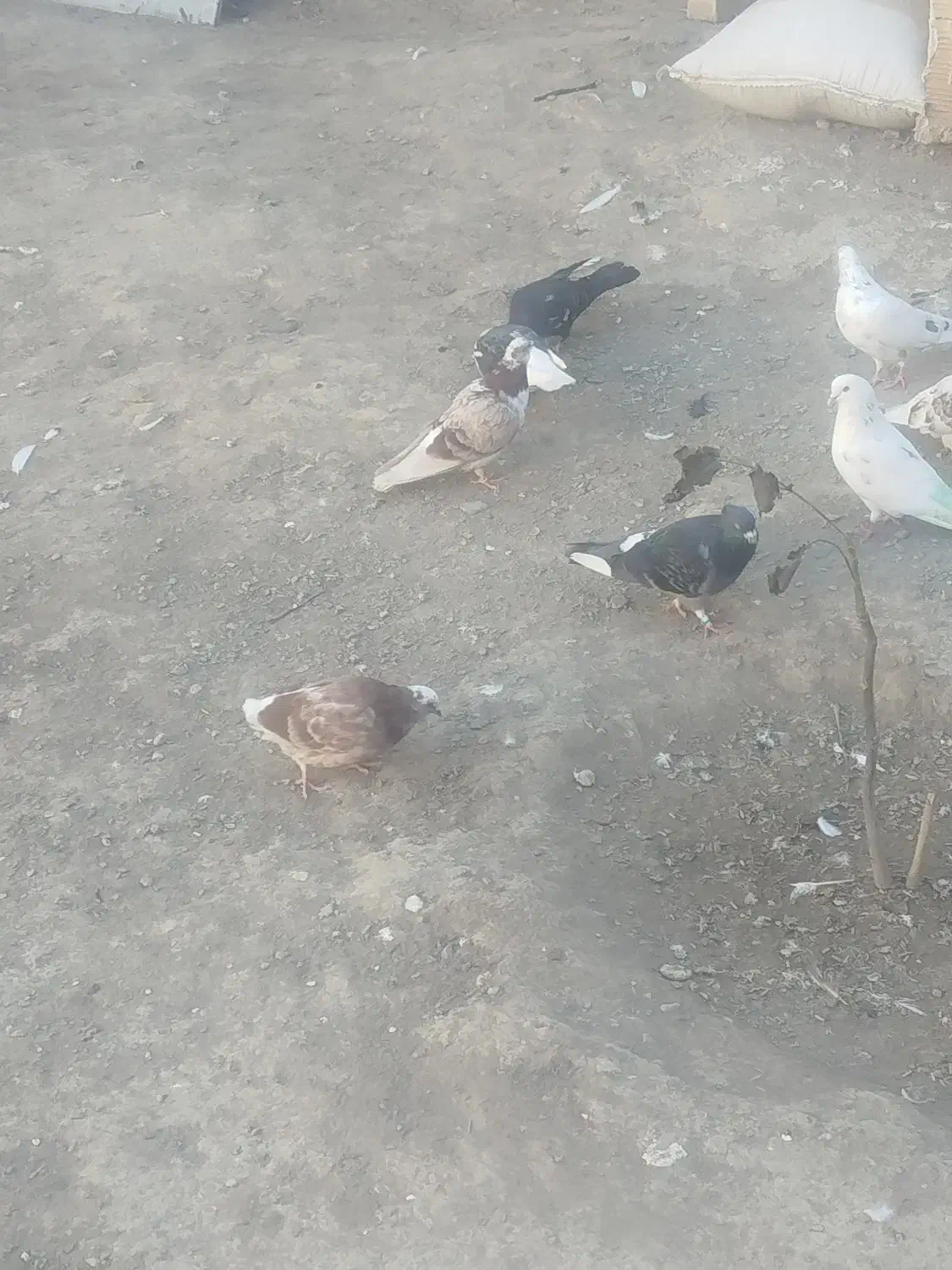 کبوتر پرشی|پرنده|شبستر, |دیوار