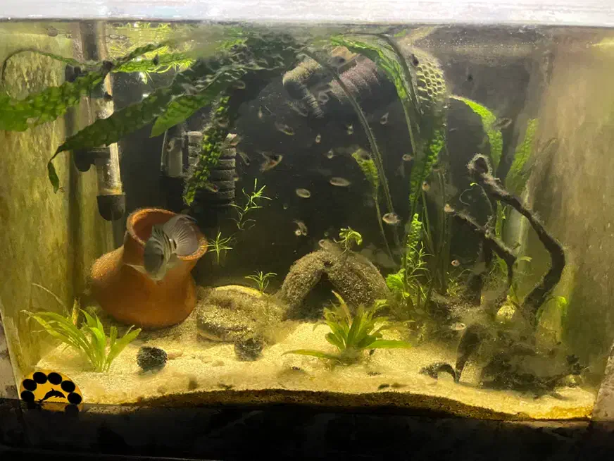 اکواریوم ماهی ۵۰ سانتی|ماهی|آمل, |دیوار