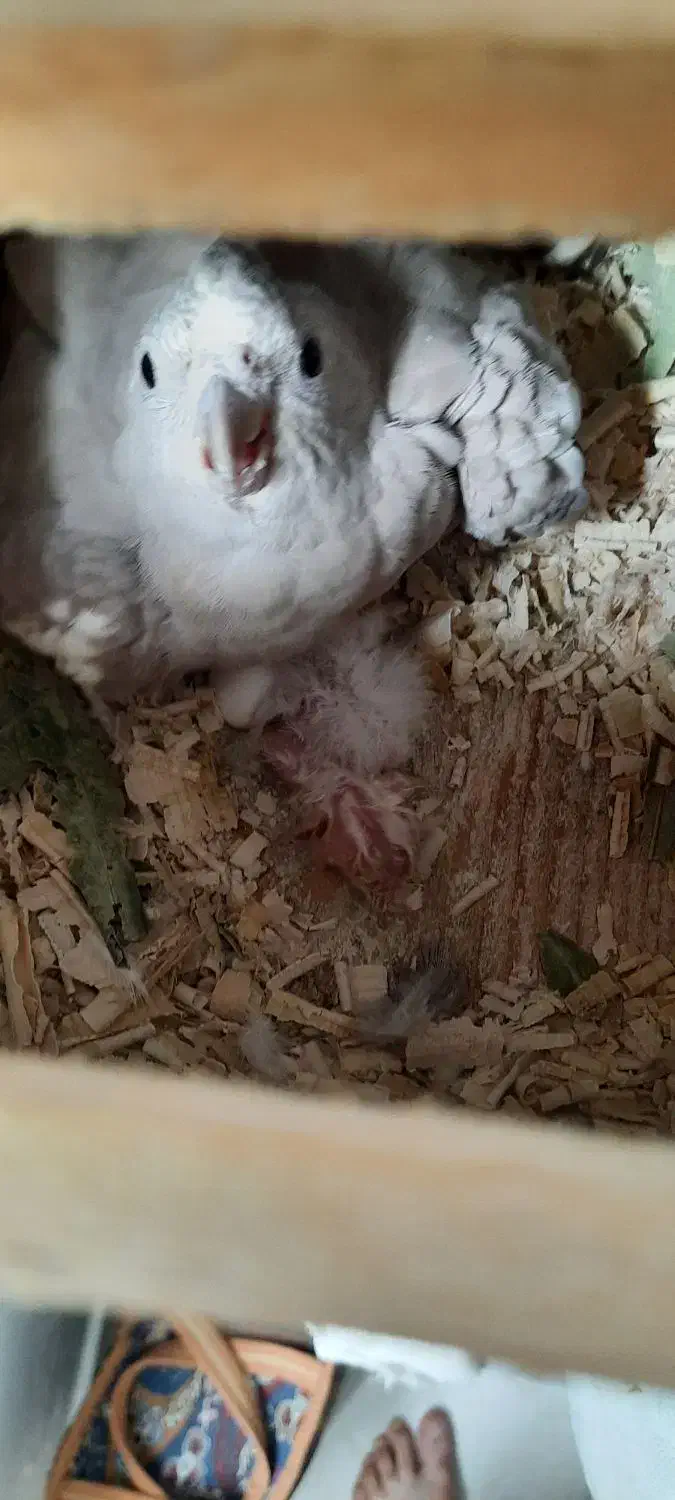 عروس هلندی وایت فیس مولد تظمینی|پرنده|آستارا, |دیوار