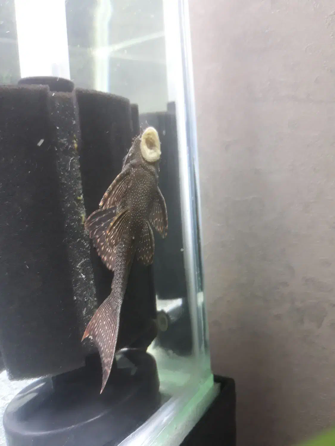 کت پوزه بوته ای|ماهی|قدس, شهرقدس|دیوار