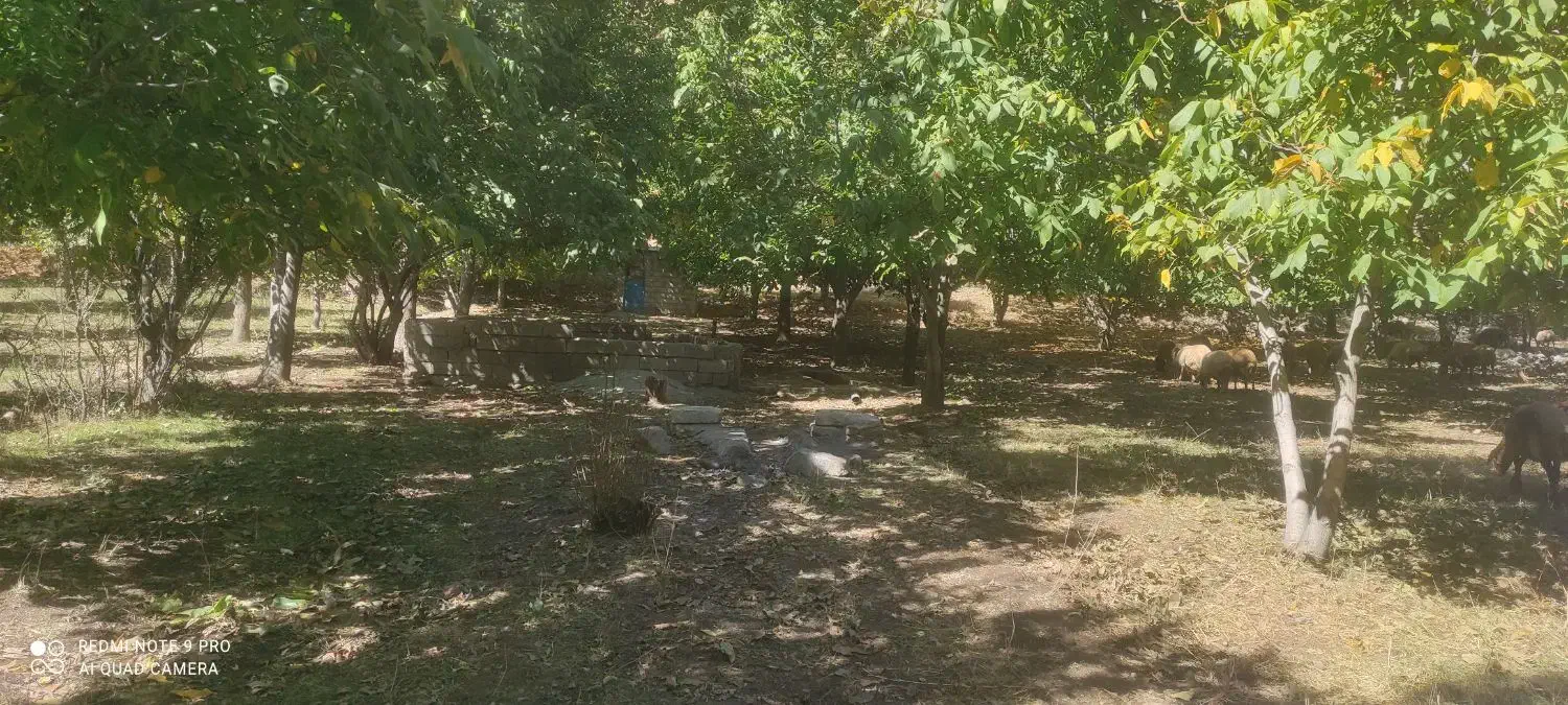 باغ گردو۲۵ساله الشتر کهمان .|فروش زمین و ملک کلنگی|خرمآباد, |دیوار