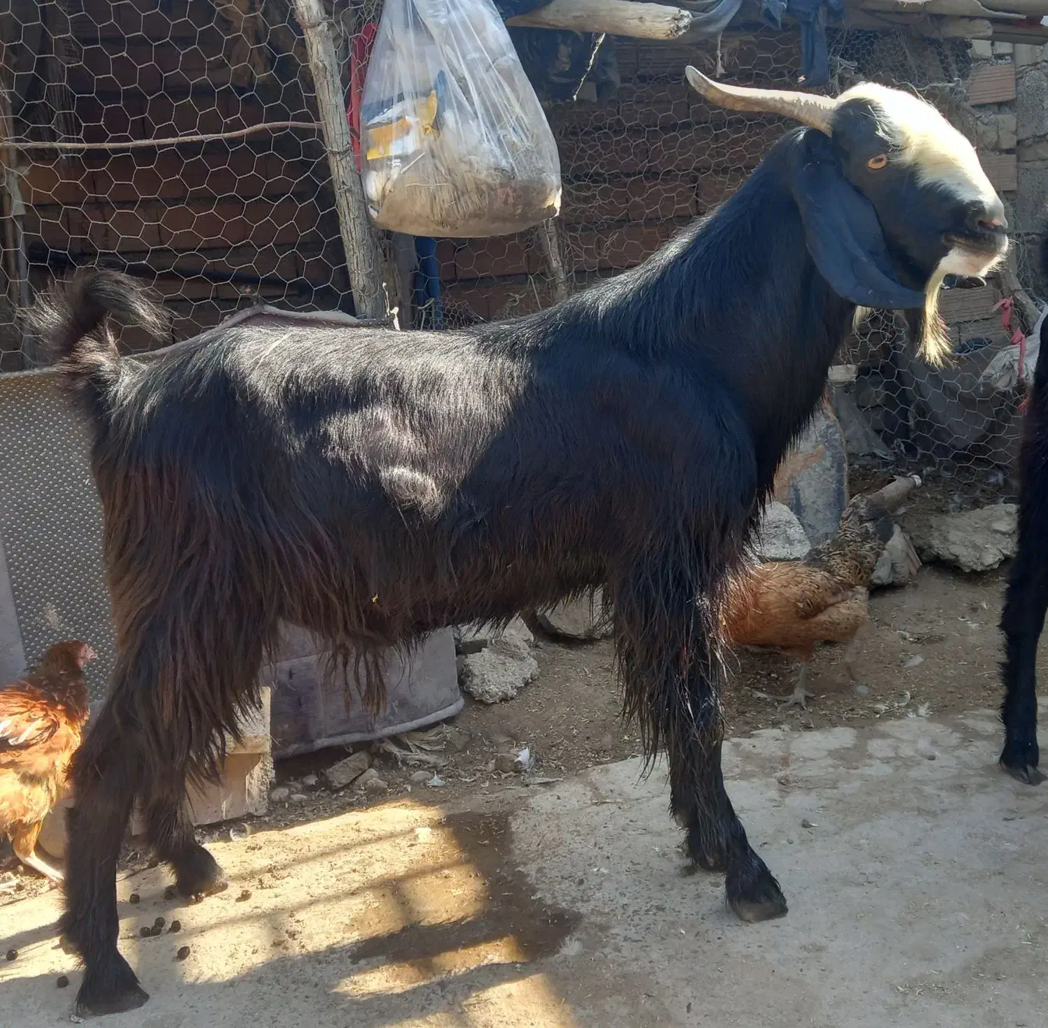 بزقاله نر|حیوانات مزرعه|انبارآلوم, |دیوار