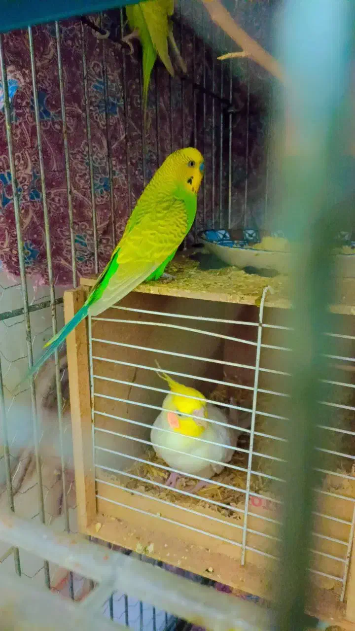 انواع پرنده|پرنده|میبد, |دیوار