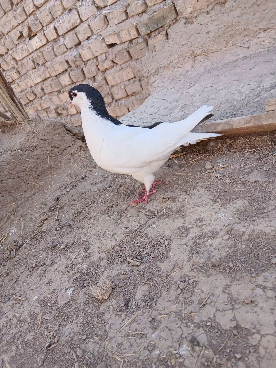 کبوتر|پرنده|رفسنجان, |دیوار