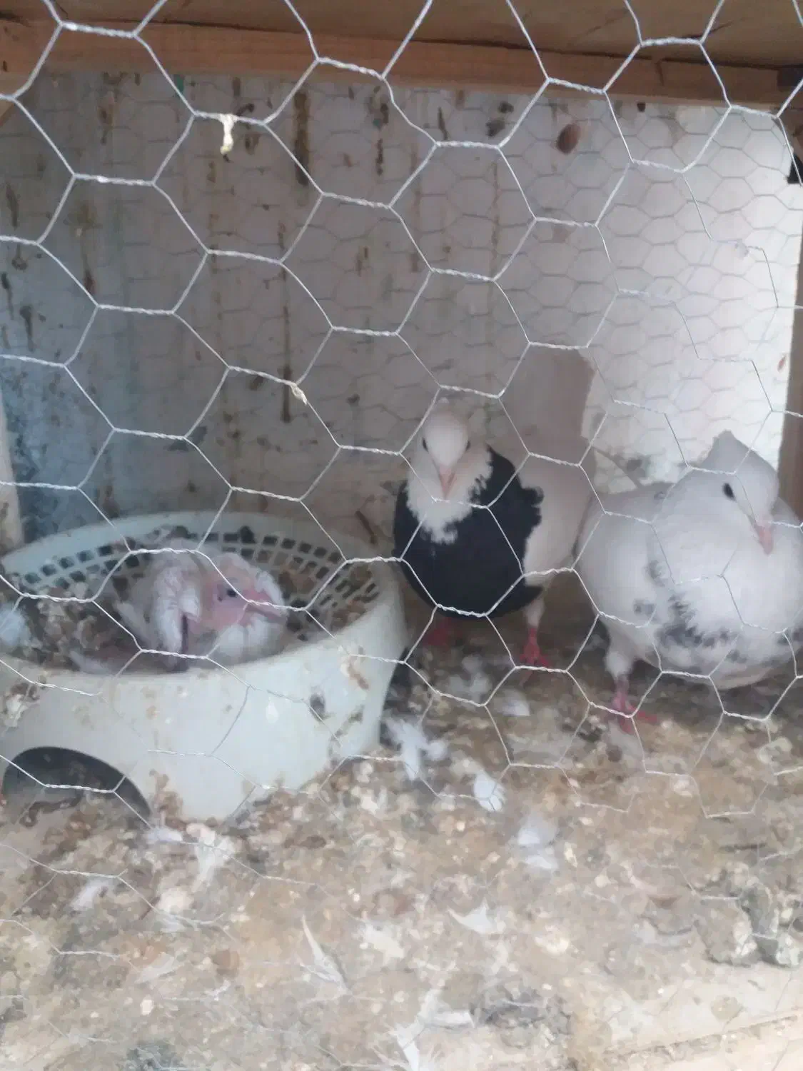 بشرط ۱بشرط|پرنده|مشهد, انصار|دیوار