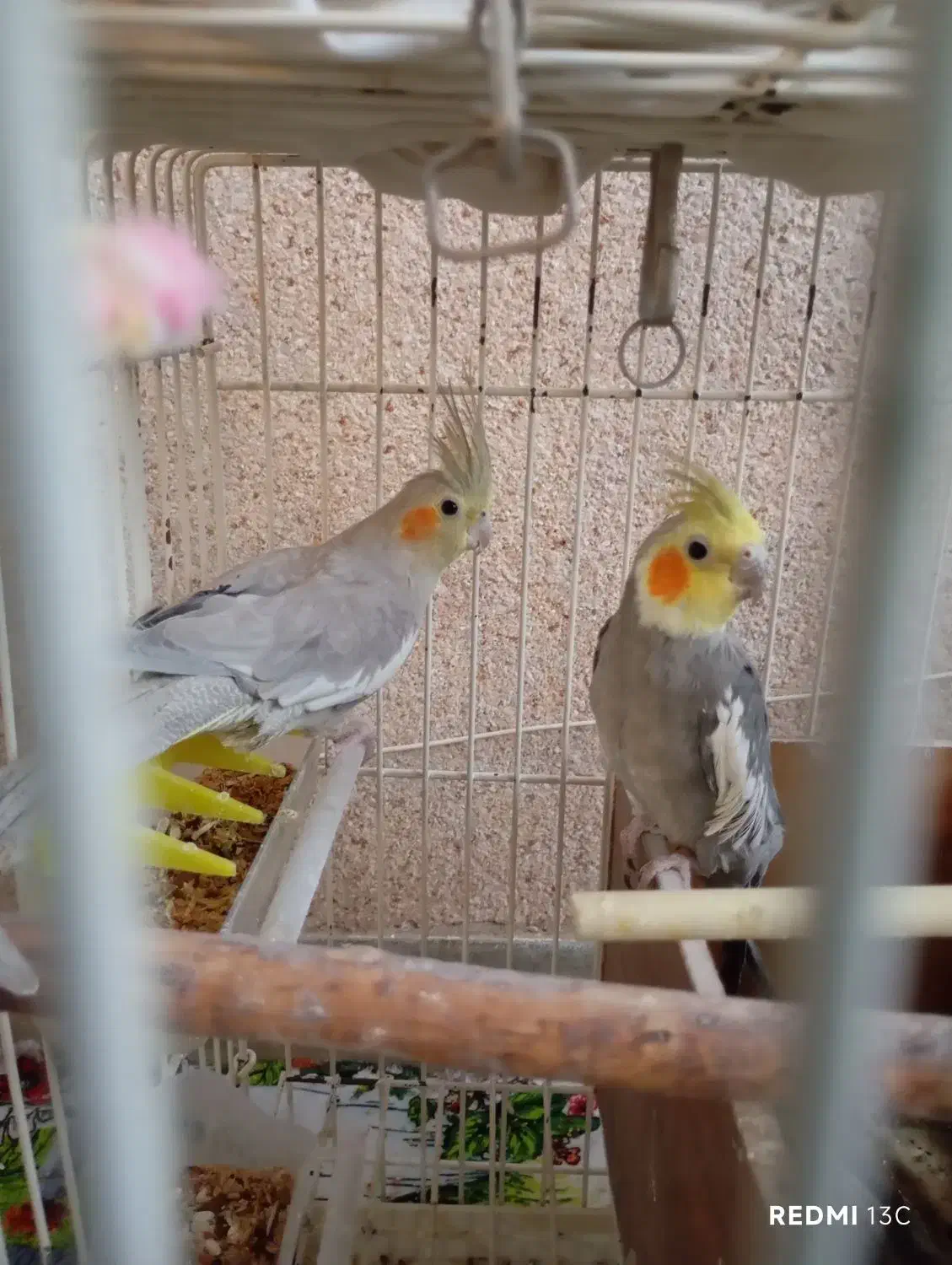 عروس هلندی|پرنده|دماوند, دماوند|دیوار