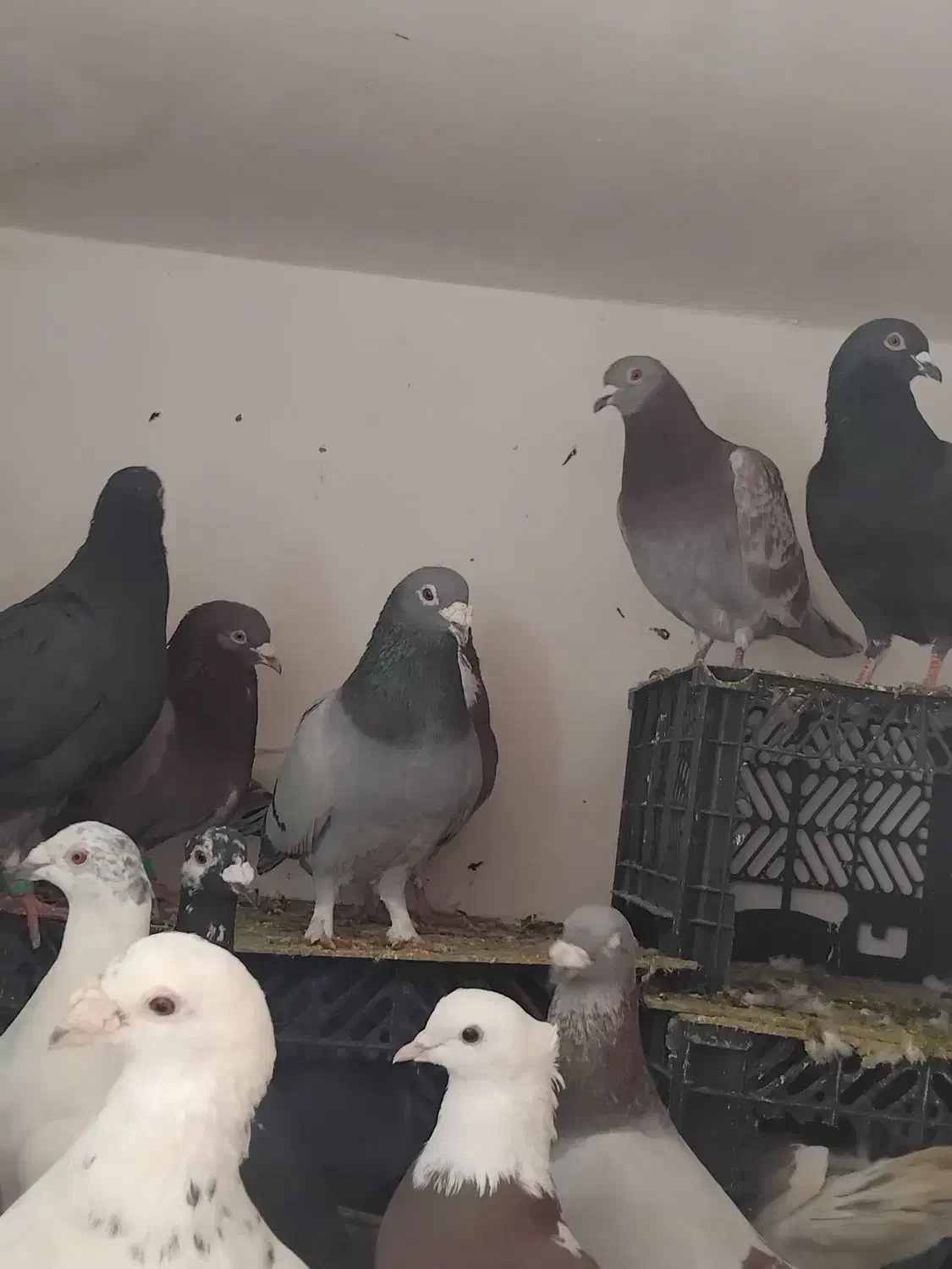 کفتر|پرنده|مشهد, تلگرد|دیوار