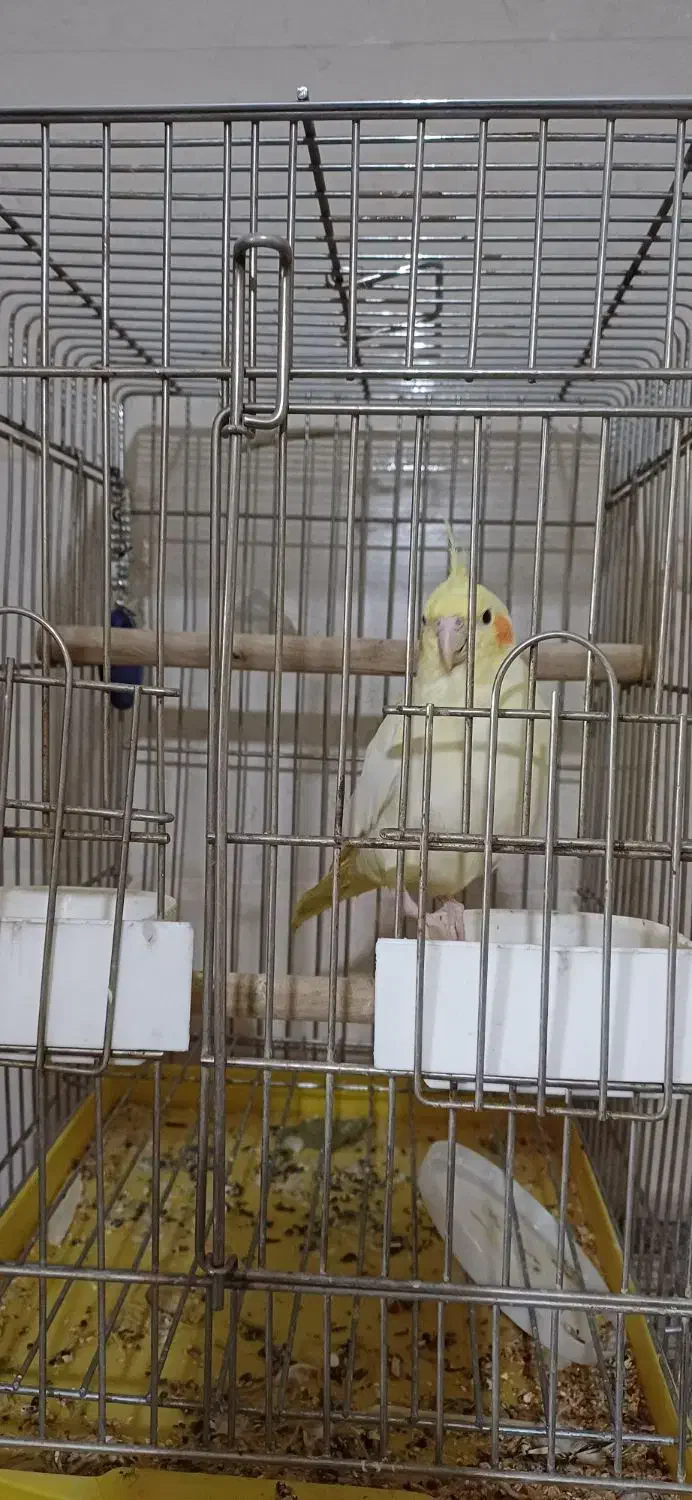 عروس هلندی|پرنده|فردیس, نگارستان|دیوار