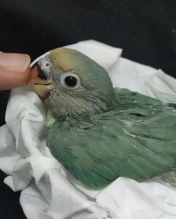 طوطی برزیلی گمشده|حیوانات|سنقر, |دیوار