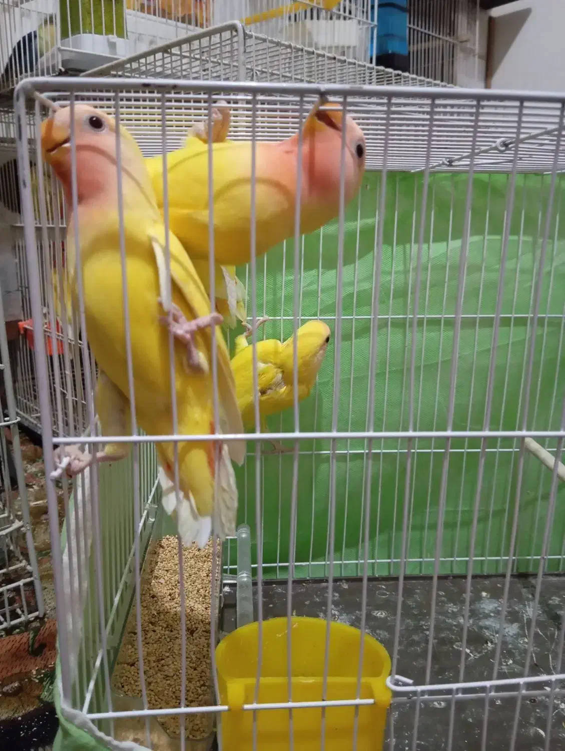 عروسکوتولهجوجه|پرنده|گلبهار, شهر جدید گلبهار|دیوار