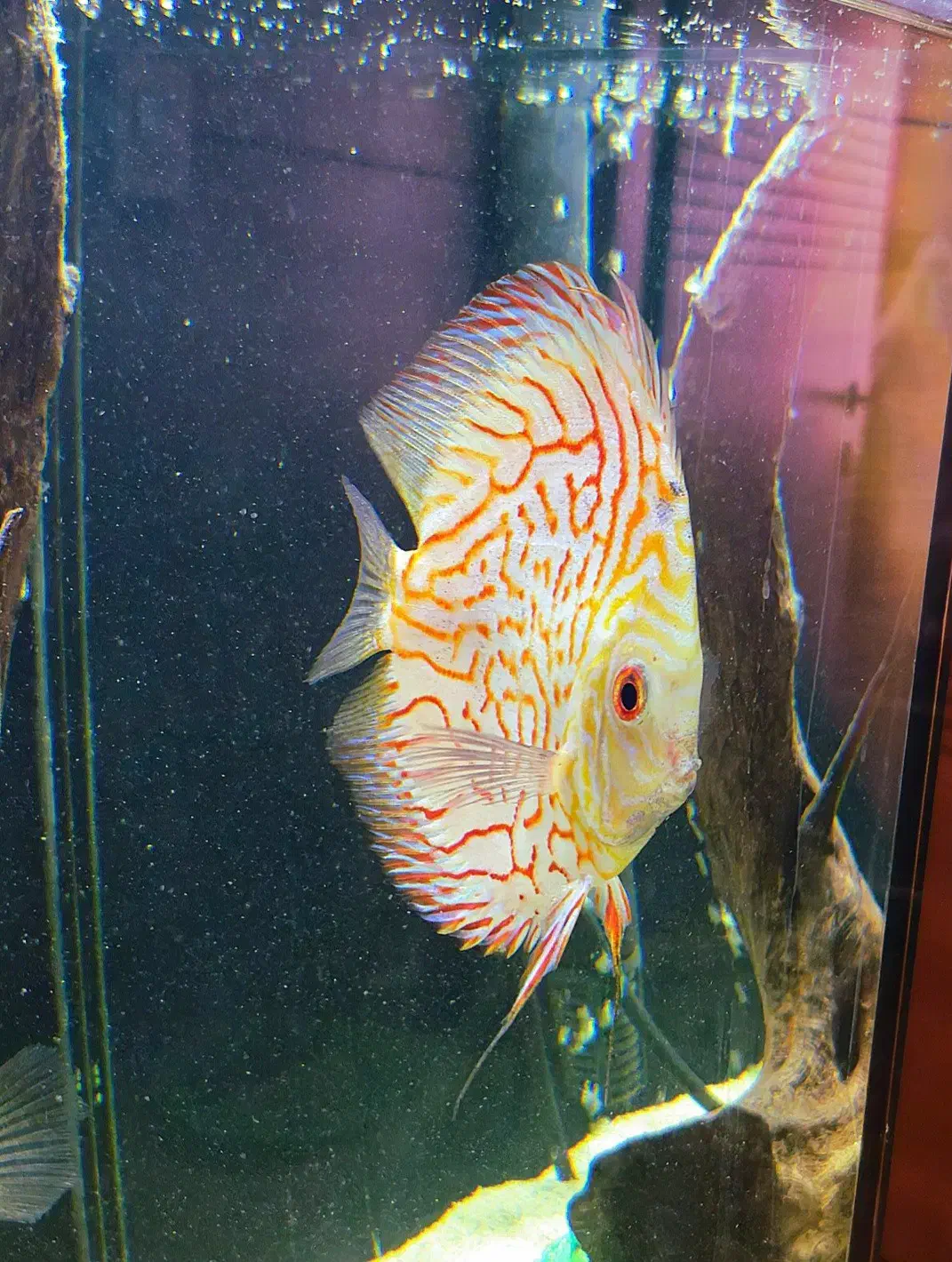 ۴ عدد ماهی دیسکس گرید AA|ماهی|اصفهان, باغ دریاچه|دیوار