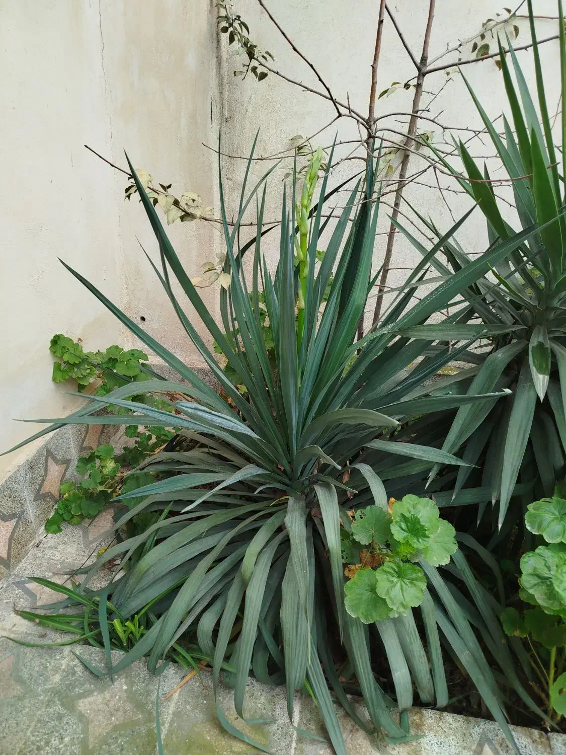 گل یوکا بزرگ|گل و گیاه طبیعی|رشت, جماران|دیوار