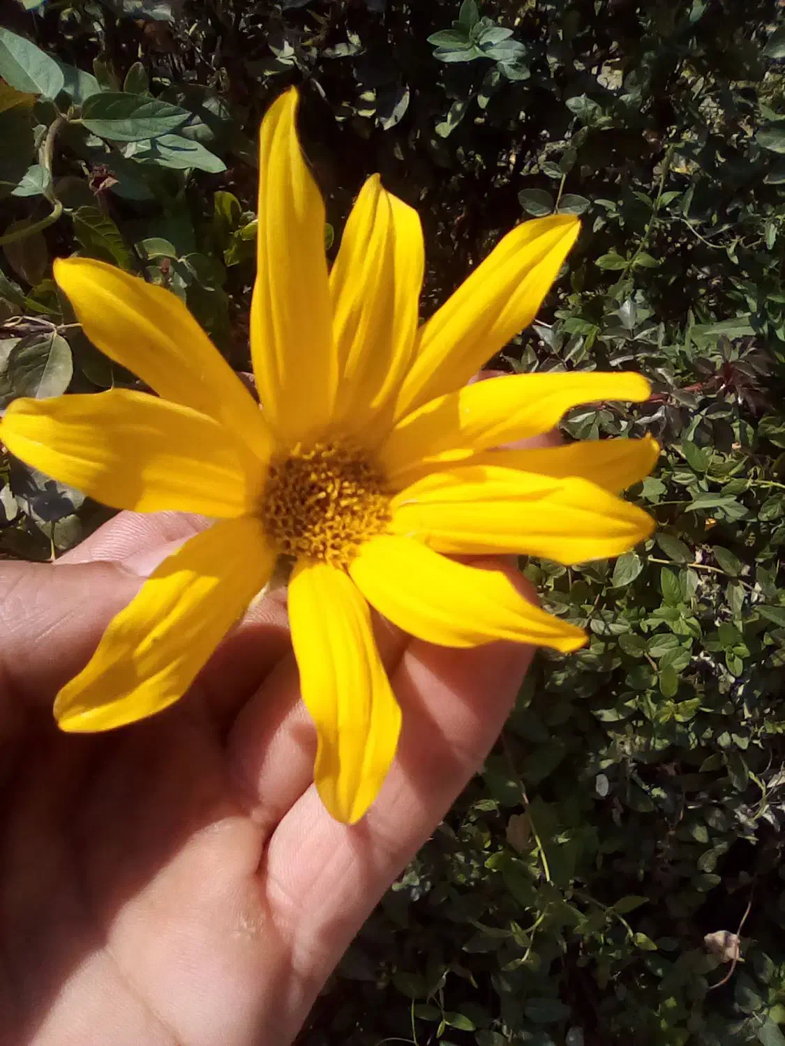 سرویس رفت برگشت الشتر نوراباد|خدمات حمل و نقل|الشتر, |دیوار