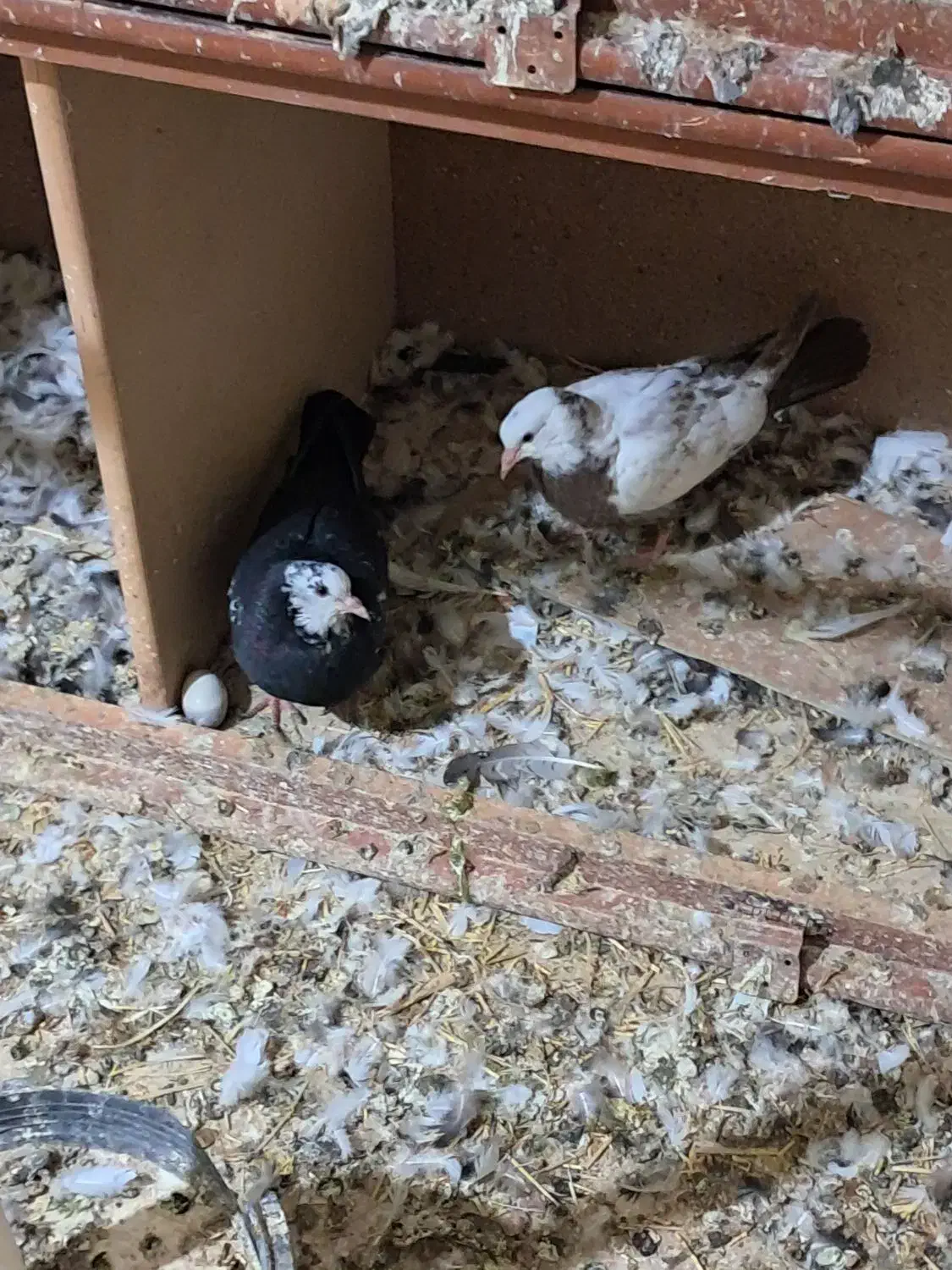 شاهطوطی.گرینچیک.کبوتر.کفتر|پرنده|همدان, |دیوار