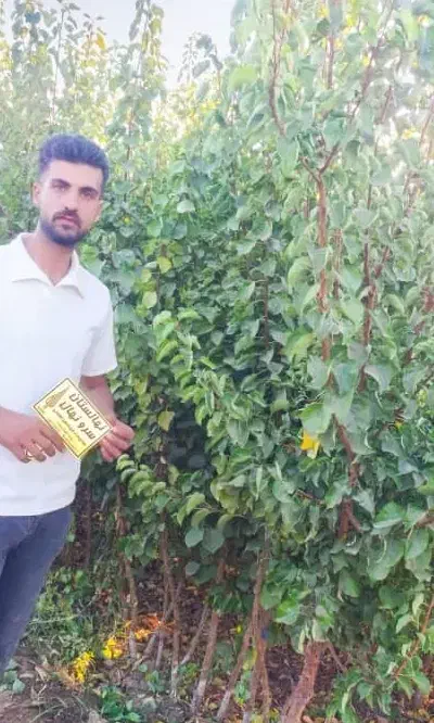 نهال زرد آلو|خدمات باغبانی و درختکاری|مرند, |دیوار