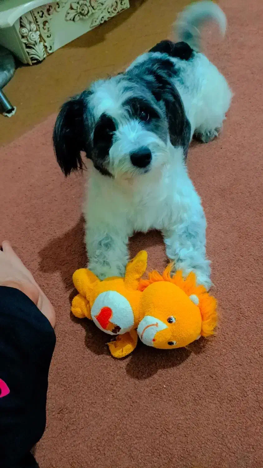 اشتپیز دوساله دومیلیون|سگ|کرج, انبار مپنا|دیوار